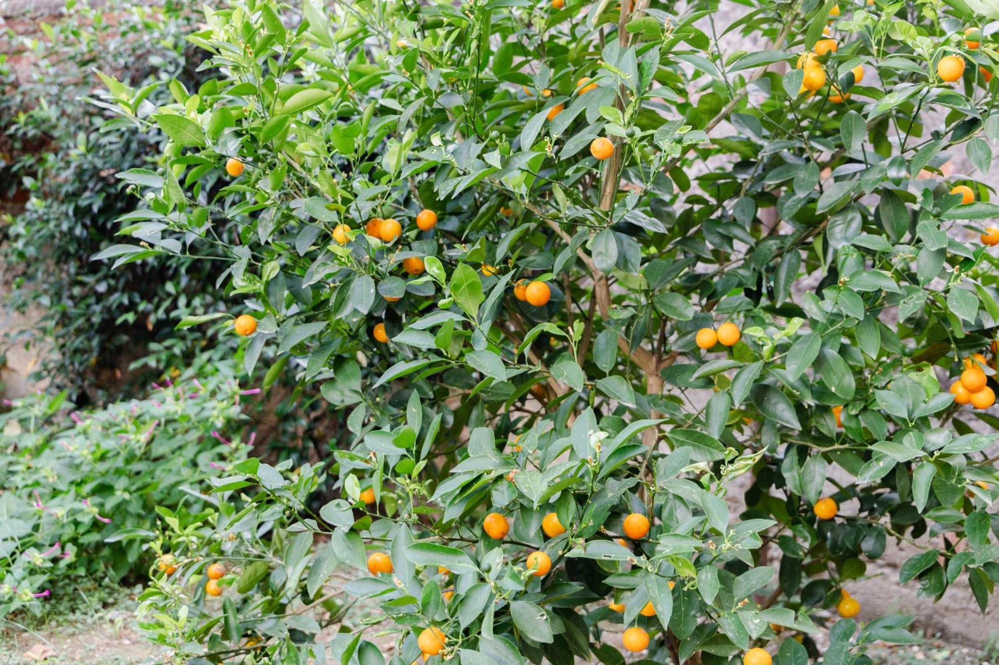 Au Jardin De Флоренция Экстерьер фото